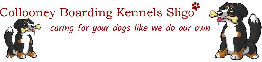 sligo dog kennels collooney min